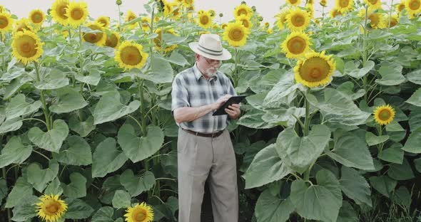 Senior Farmer in Glasses and Hat Using Tablet When Examining Sunflower's Bloom