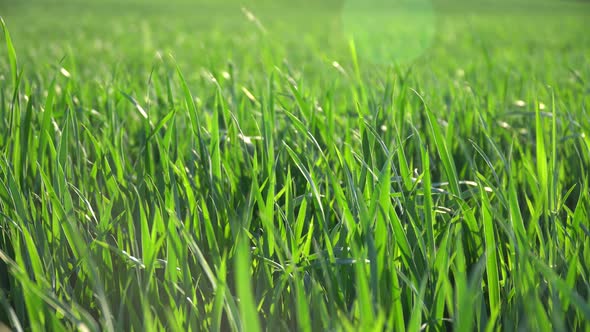 Wind On The Green Grass Fields