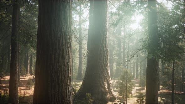 Sunrise in the Sequoias, General Grant Grove, Sequoia National Park