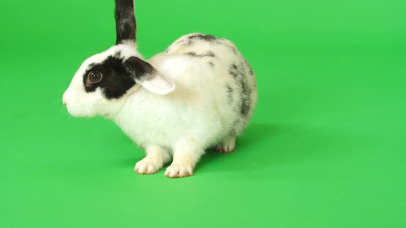 Rabbit On Green Screen