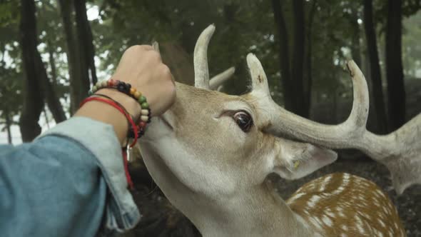 Woman feeding deer in natural habitat