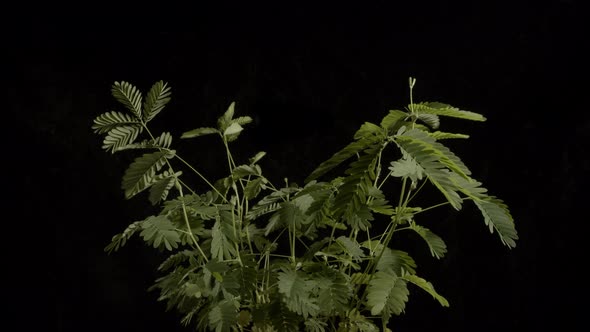 Time-lapse close up shot in of a sensitive plant (Mimosa Pudica) recovering from being jostled in re