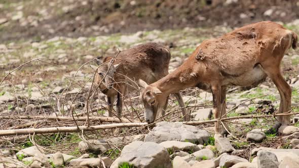 The Reindeer Rehabilitation Farm is one of the largest species of deer