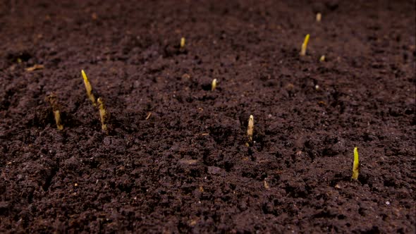 Green Sprouts Sprout From the Ground. The Beginning of a New Life in Nature in Spring.