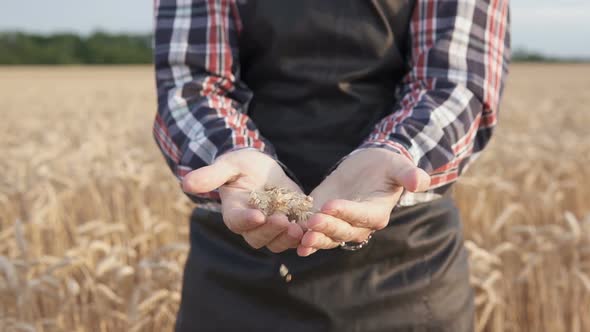 The farmer holds golden ears of wheat in his hand in a wheat field, harvest time.