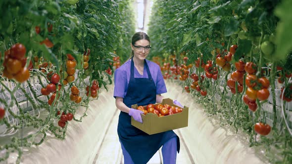 Female Worker Is Holding a Box of Red Tomatoes and Smiling