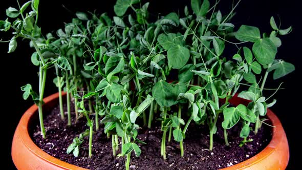 Pea Sprouts Grows Fast in Time Lapse Video. Microgreens Seedlings in Pot