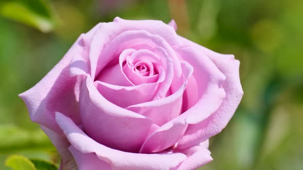 Beautiful delicate picturesque bush blooming roses on a summer day in the park. Rose garden.