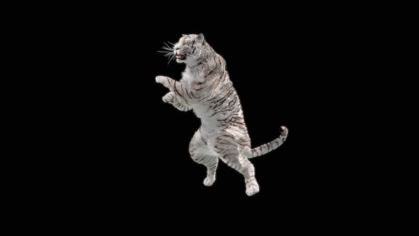 White Tiger Dancing HD