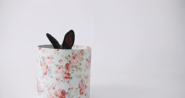 A Cute Little Bunny Poses on a White Background in a Gift Box