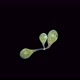 Infusoria Stentor Sp - VideoHive Item for Sale