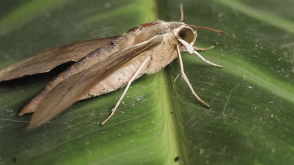 Theretra Latreillii Rested On Green Leaf. - Orbiting Shot