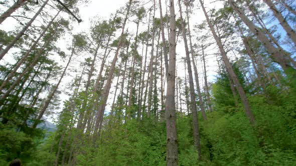 Tilting down from the treetops to a woman walking down a green, grassy forest path in the distance.