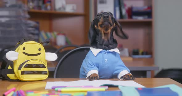 Dachshund Eats Treats at Break Sitting at Desk in Classroom