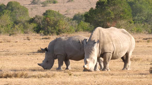 Mid Shot of two Black Rhinos feeding on the African plains in UHD