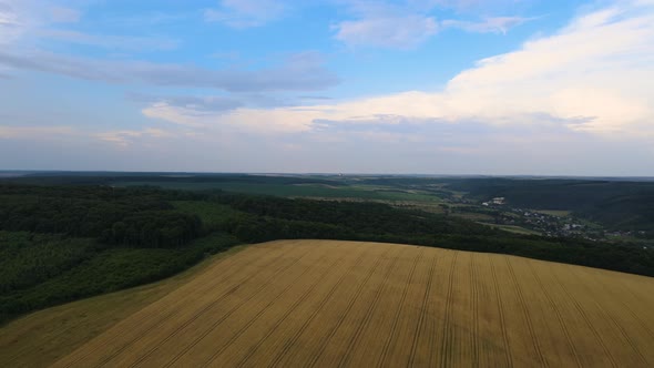 Aerial Landscape View of Yellow Cultivated Agricultural Fields with Ripe Wheat and Green Woods on