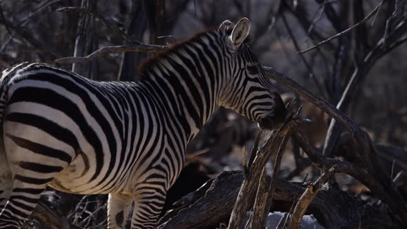 Zebra standing in front of african brush and branches