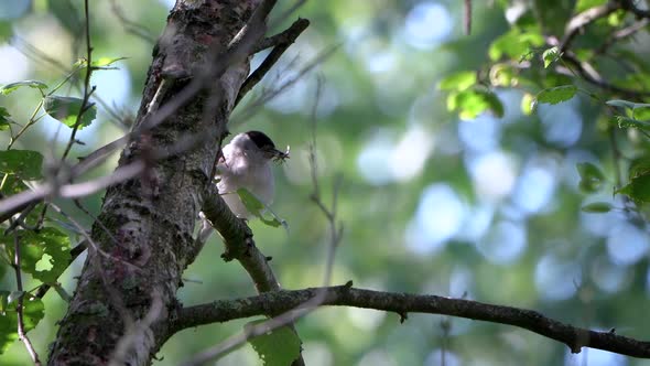 Eurasian blackcap sit in a tree with his beak filled with a big bug