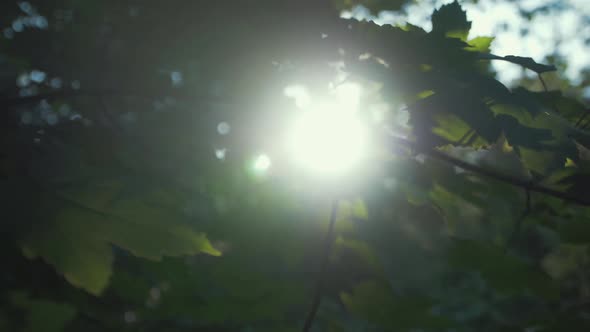 Sun shines through Sycamore leaves slow motion