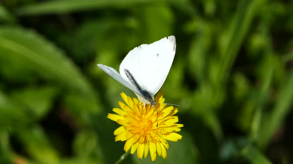 Butterfly collecting nectar from a dandelion 