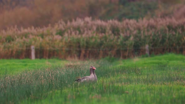 A Pair Of Pilgrim Goose Standing On The Green Field Looking In Different Directions. - wide shot