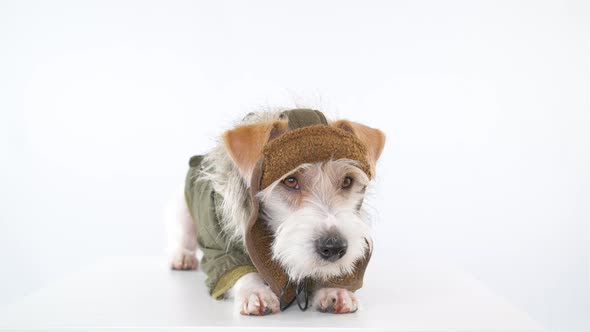 Jack Russell Terrier is lying on the table in a tank cap