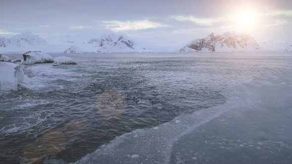 Penguins Swim in Polar Ocean. Antarctica Flight.