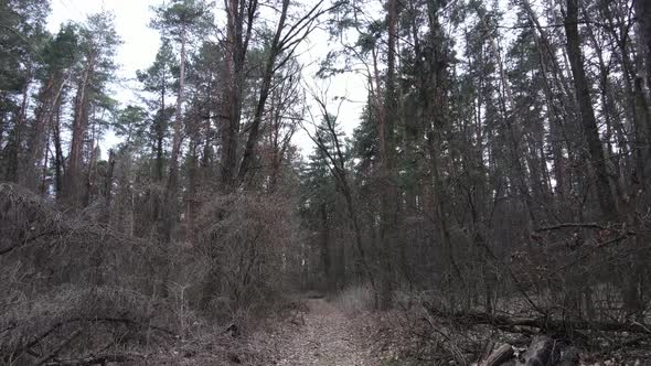 Trees in a Pine Forest During the Day Aerial View