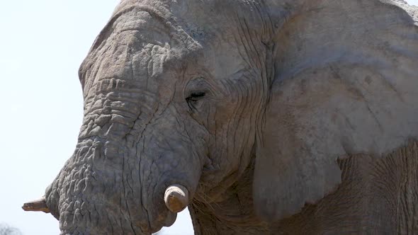Close Up of a Head of a Huge Old Male Elephant Walking in a Savannah in Etosha