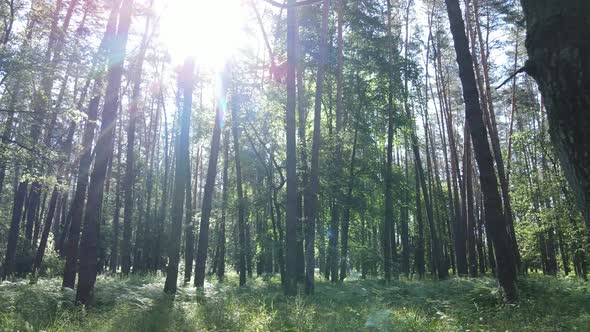 Beautiful Green Forest on a Summer Day Slow Motion