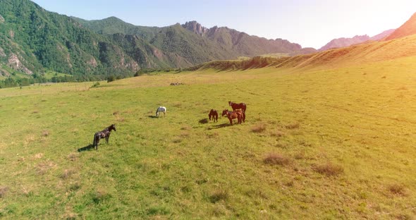 Flight Over Wild Horses Herd on Meadow