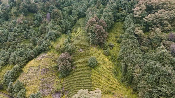 Fresh Green Tea Terrace Farm on the Hill at Rize Province in Turkey