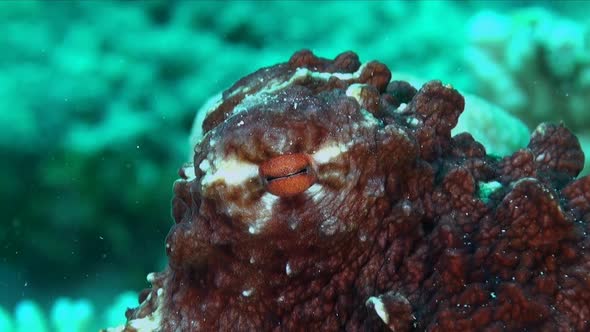 Reef octopus super close up shot of its eye