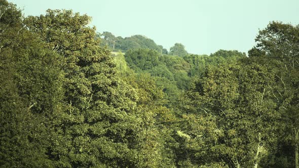 A bird fly's across dense and fully leafed summer trees in England on a warm day.
