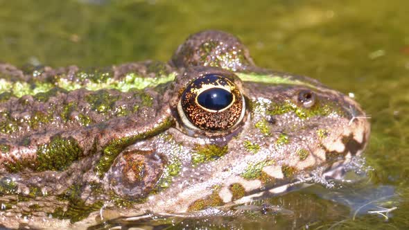 Green Frog in the River Blinks an Eye. Close-Up. Portrait Face of Toad in Water Plants
