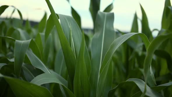 Corn Stalks Swaying On the Wind