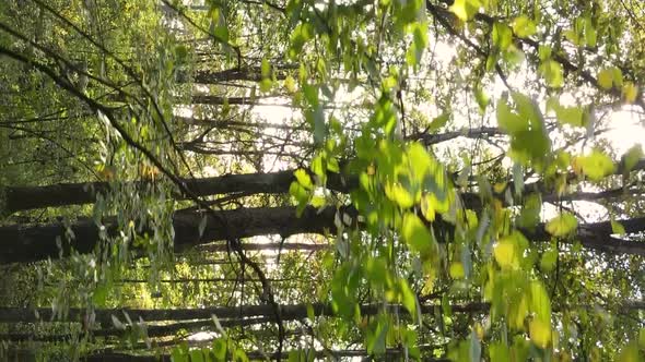 Vertical Video Autumn Forest with Trees in Ukraine Slow Motion