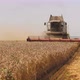 Wheat Harvesting on Field in Summer Season - VideoHive Item for Sale