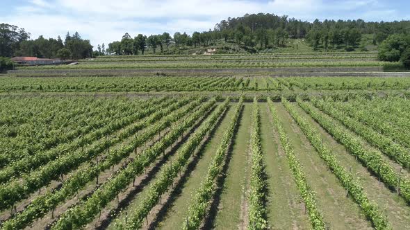 Rows of Grape Vines Grow on Plantation