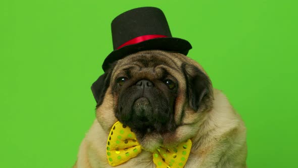 Beige Dog with Bow Tie and Hat on Green Background