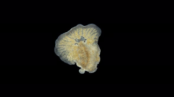 Flatworm Leptoplana sp. under a microscope, order Polycladida