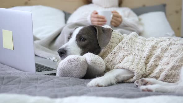 Woman With Laptop And Cup Lying On Bed With Dog In Knitted Sweater