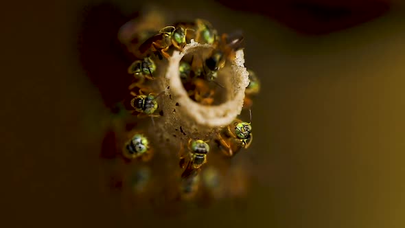 Bee Tetragonisca angustula colony macro video, Bee Jatai.