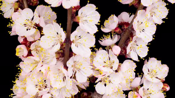 White Flowers Blossoms on the Branches of Apricot Tree