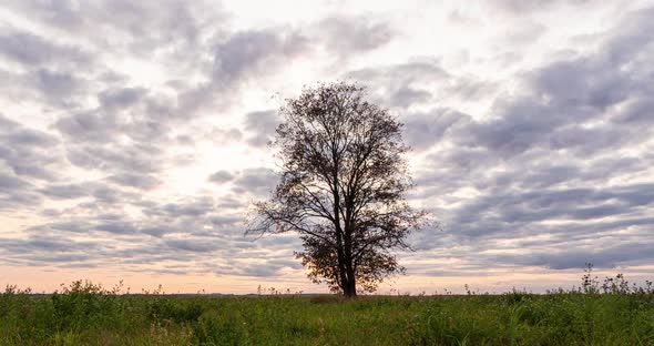 Hyperlapse Around a Lonely Tree in a Field During Sunset, Beautiful Time Lapse, Autumn Landscape