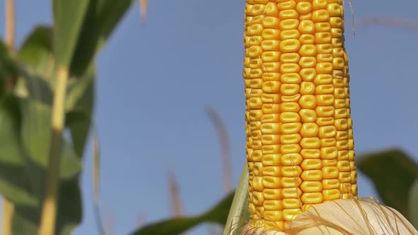 Closeup view on ready yellow corn on a field.