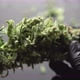 Trim Before Drying. Growers Trim Their Pot Buds Before Drying. Man's Hands Trimming Marijuana Bud - VideoHive Item for Sale