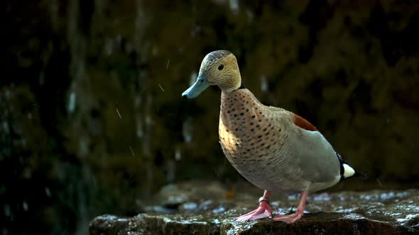 Inquisitive Ringed teal stands below small waterfall, looking around