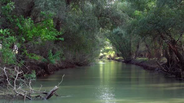 Magical green forest and river of Danube Delta -wide