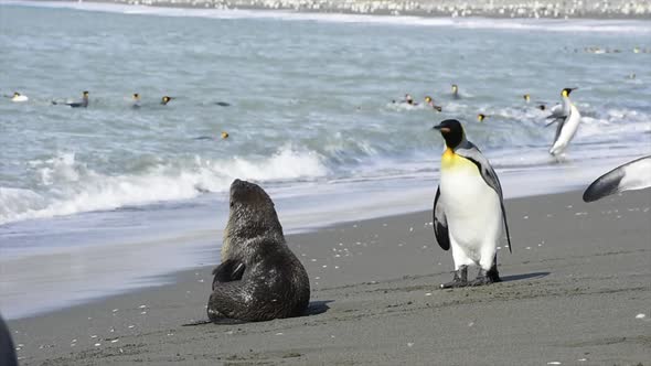 King Penguins on the Beach in South Georgia